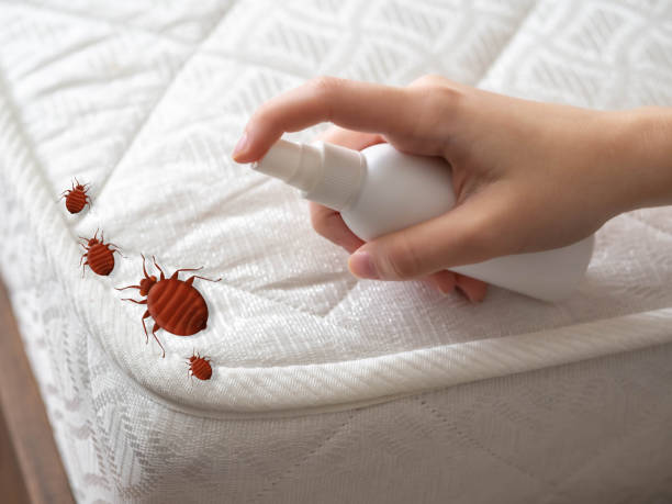 Best Pest Control Near Me  in Roanoke Rapids, NC