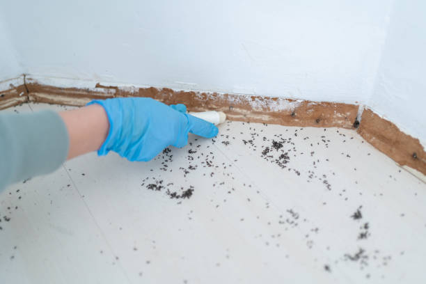 Best Emergency Pest Control  in Roanoke Rapids, NC