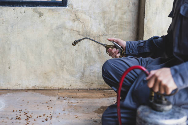 Best Wasp Removal Services  in Roanoke Rapids, NC